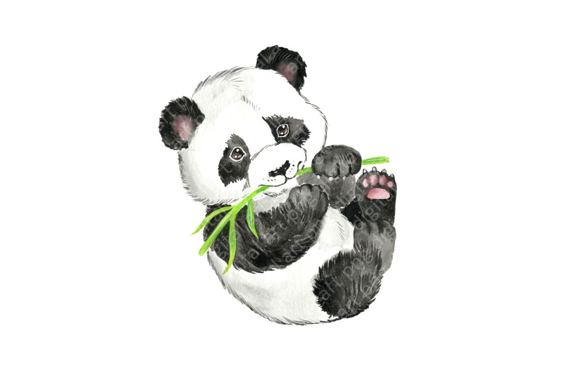 Panda watercolor clip art. Panda Family watercolor clipart. By Evgeniia