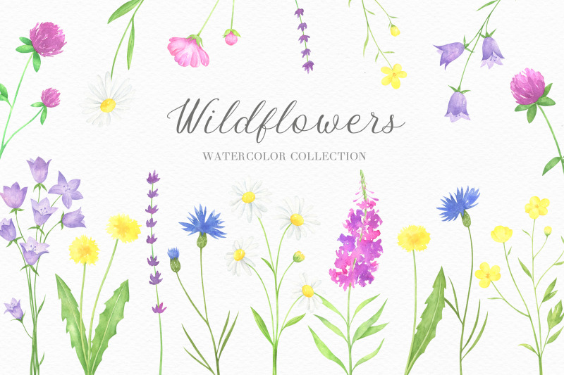 summer-wildflowers-watercolor-collection
