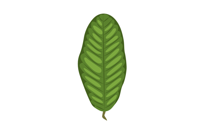 guava-leaf