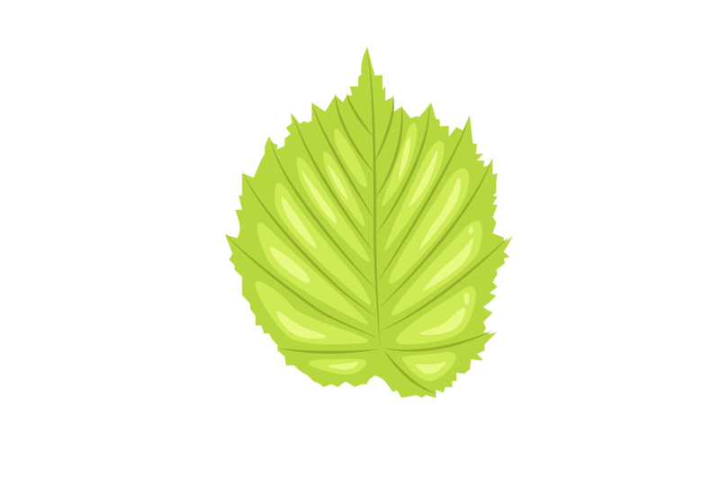 hazel-leaf