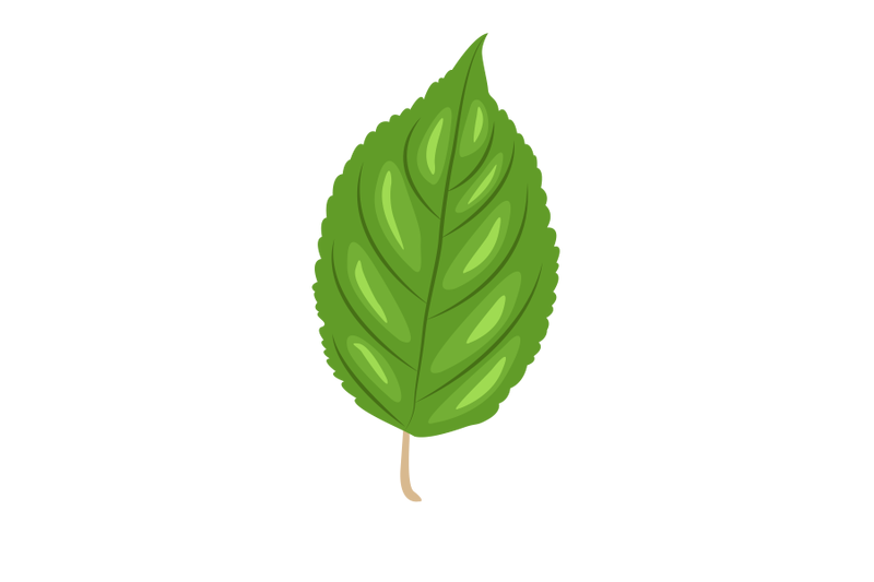 apple-leaf