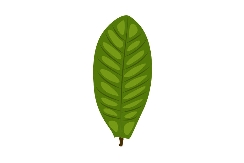 catappa-leaf