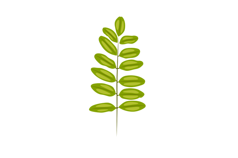 acacia-leaf