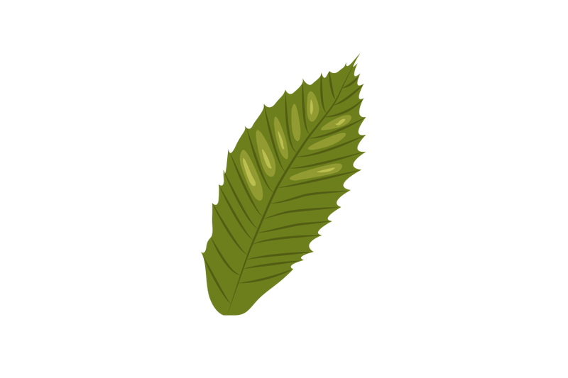 sweet-chestnut-leaf