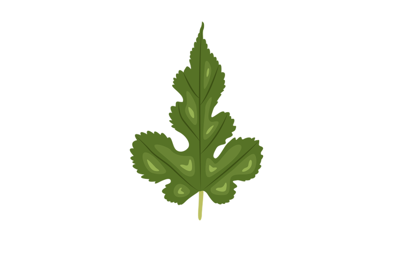 morus-alba-leaf