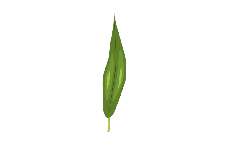 crack-willow-leaf