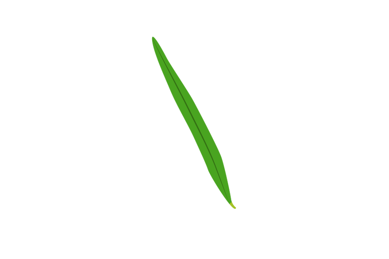 sea-buckthorn-leaf