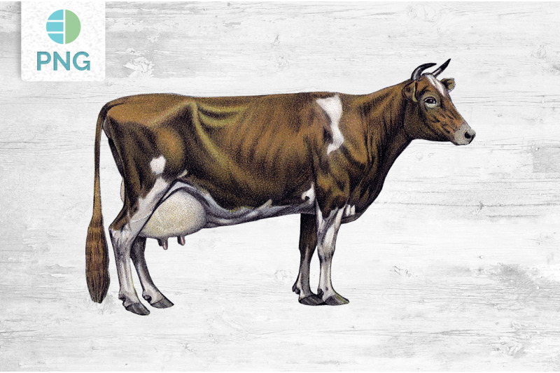 cow-clipart-guernsey