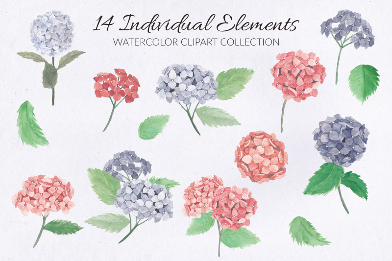 14-hydrangea-flower-watercolor-illustration-set