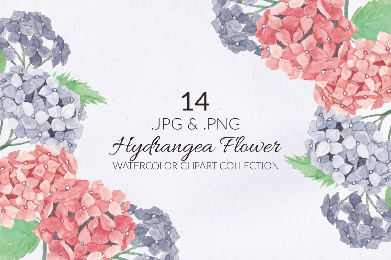 14-hydrangea-flower-watercolor-illustration-set