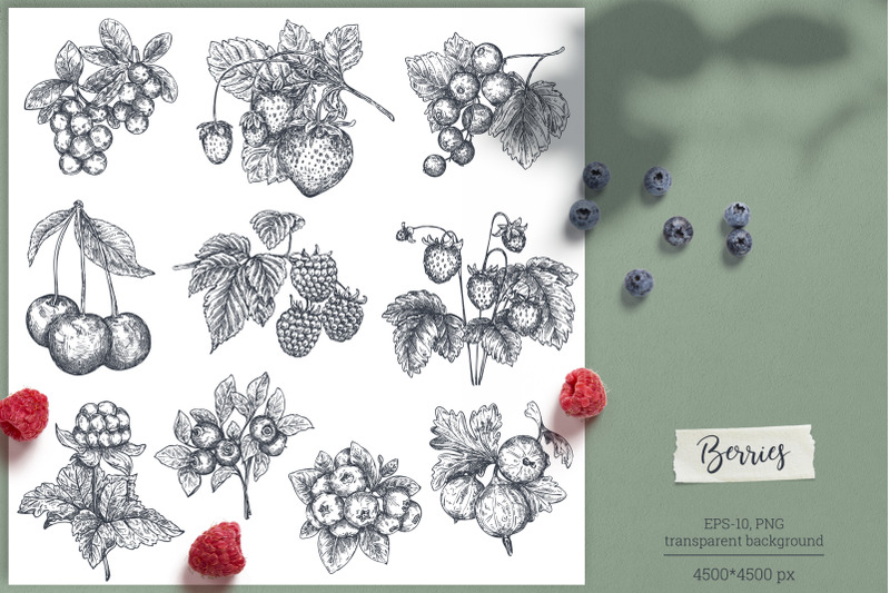 berries-vector-collection