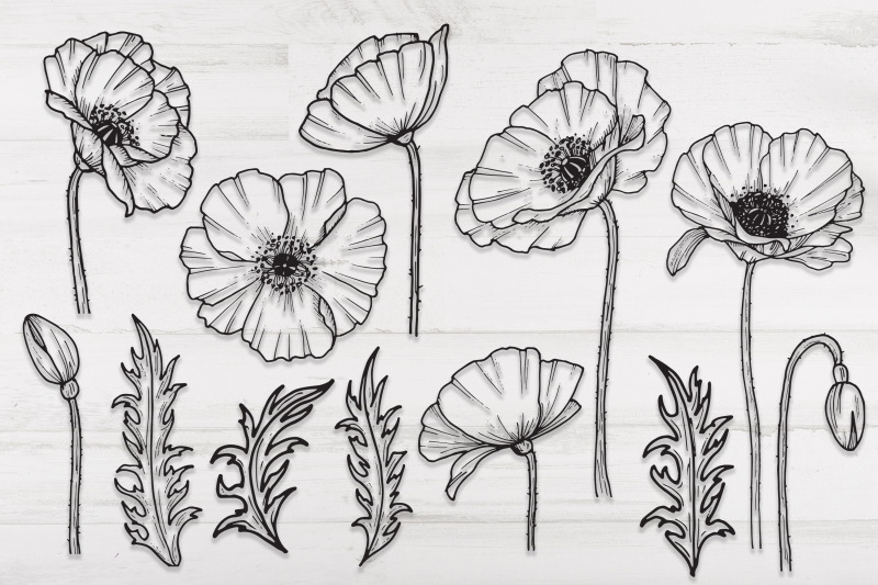 poppy-flowers-and-leaves-svg-png-hand-drawn-doodle-flowers