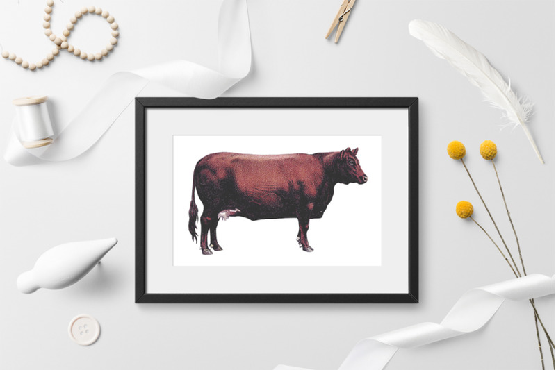 cow-clipart-red-polled