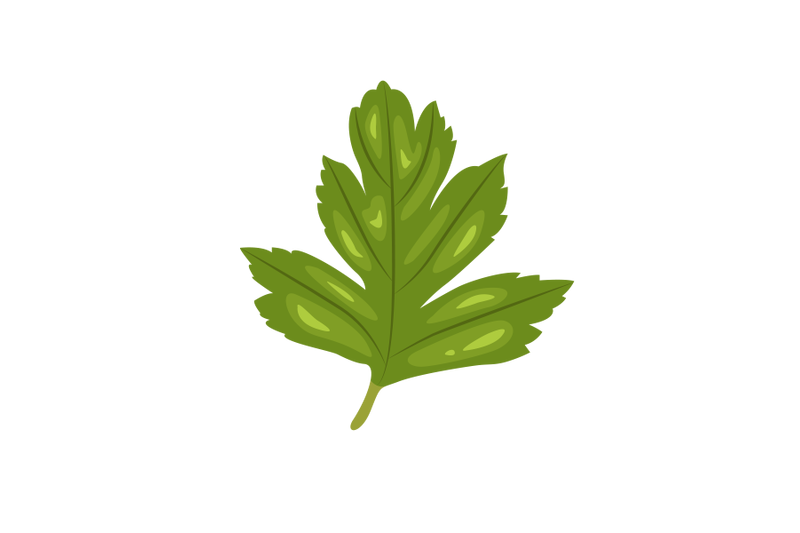 hawthorn-leaf