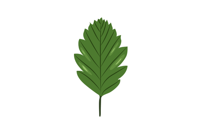 sorbus-intermedia-leaf
