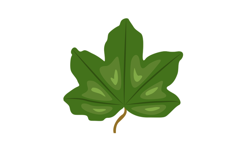 hedge-maple-leaf