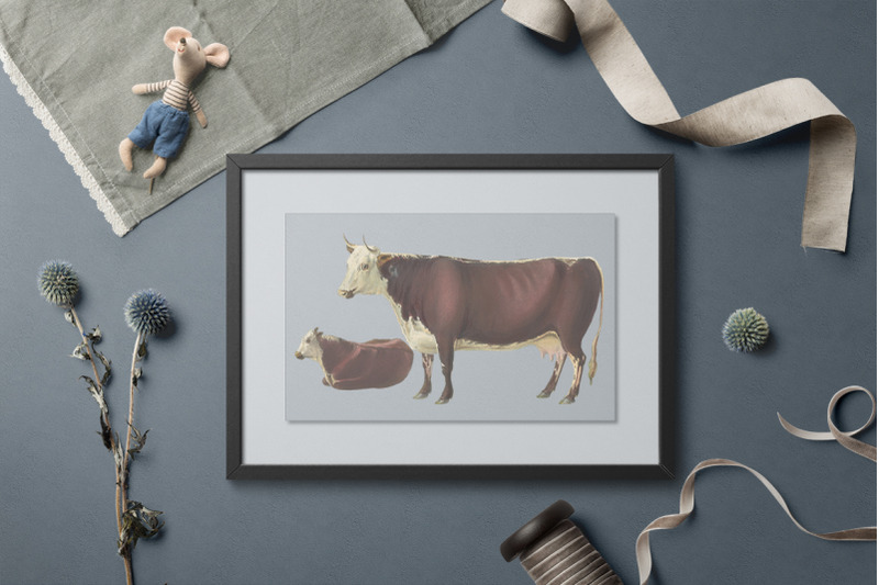 cow-clipart-hereford