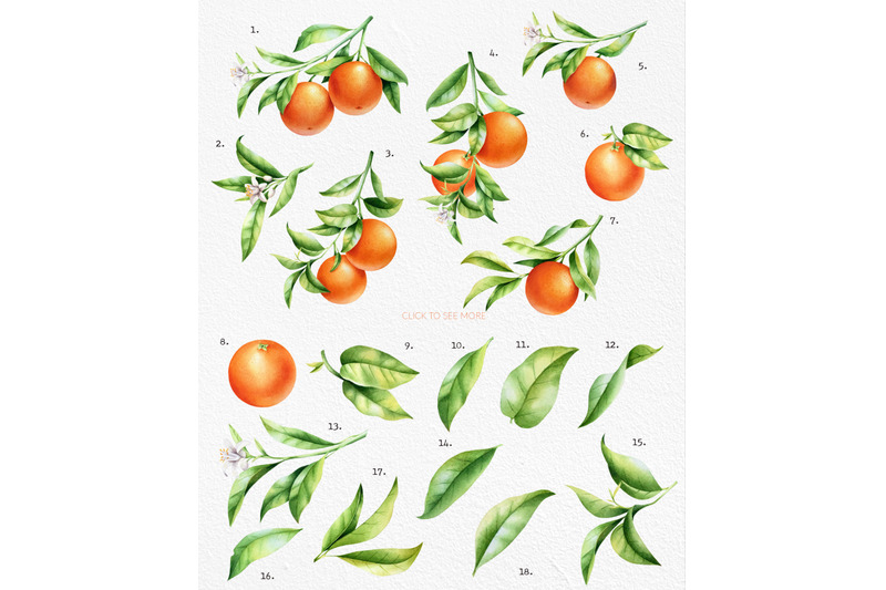 orange-branch-watercolor-collection