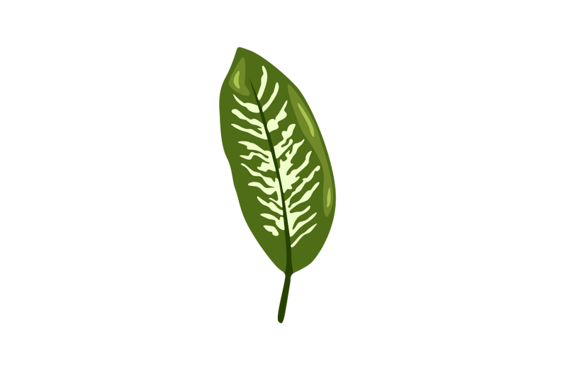 diffenbachia-leaf