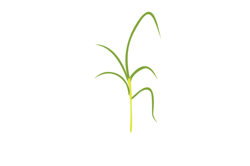 lemongrass-leaf