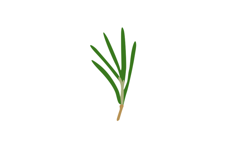 rosemary-leaf