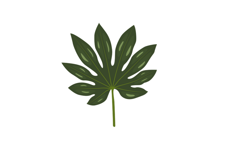 japanese-aralia-leaf