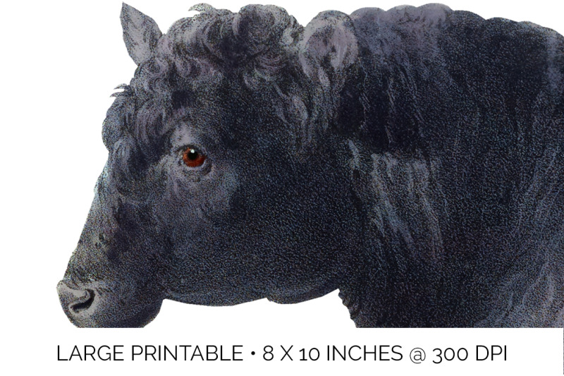 cow-clipart-angus