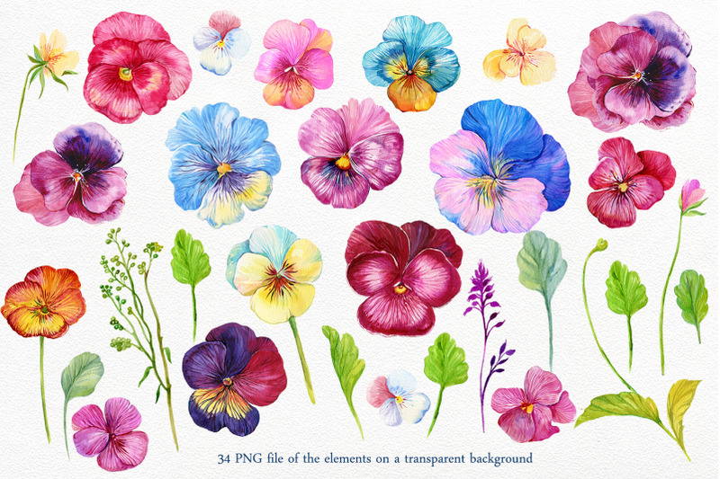 pansy-watercolor-clipart