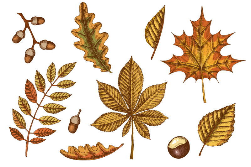 autumn-leaves-vector-collection