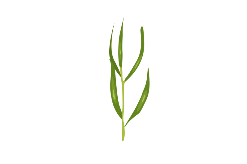 tarragon-leaf