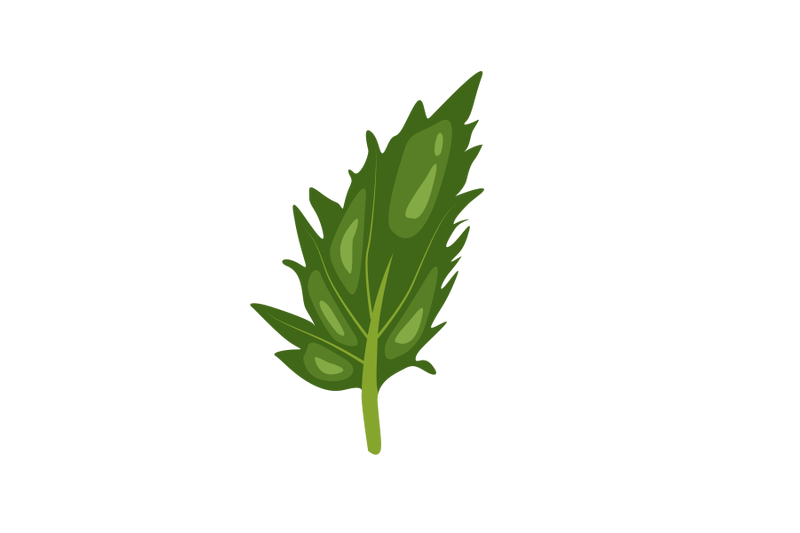 valerian-baldrian-leaf