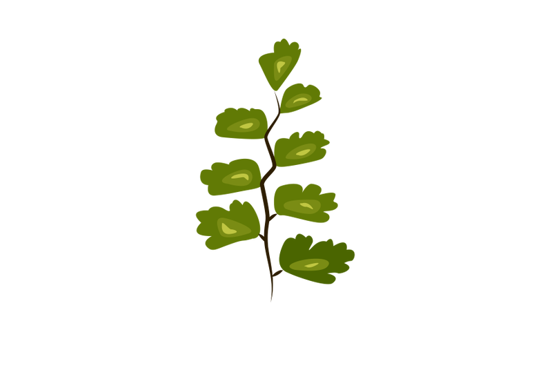 maidenhair-fern-leaf