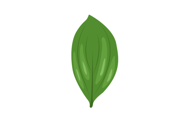 ruscus-leaf