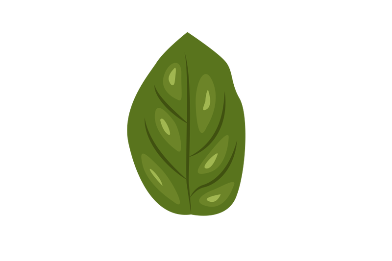 salal-lemon-leaf