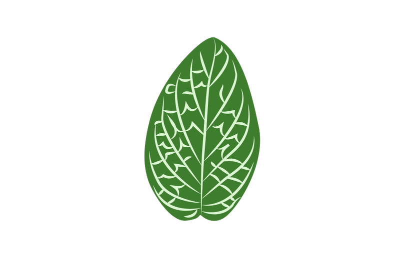 fittonia-leaf