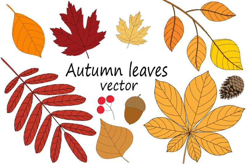 autumn-leaves-vector-illustration