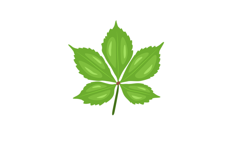 parthenocissus-quinquefolia-leaf