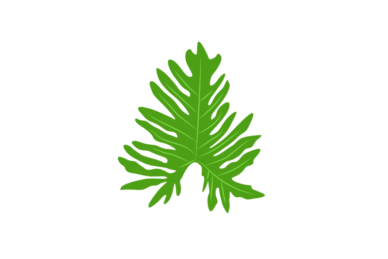 split-leaf-philodendron
