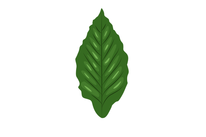 anthurium-wave-of-love-leaf