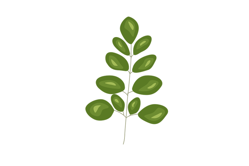 moringa-oliefera-leaf