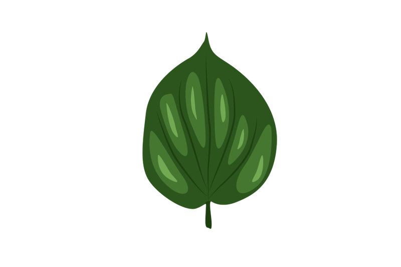 piper-sarmentosum-leaf