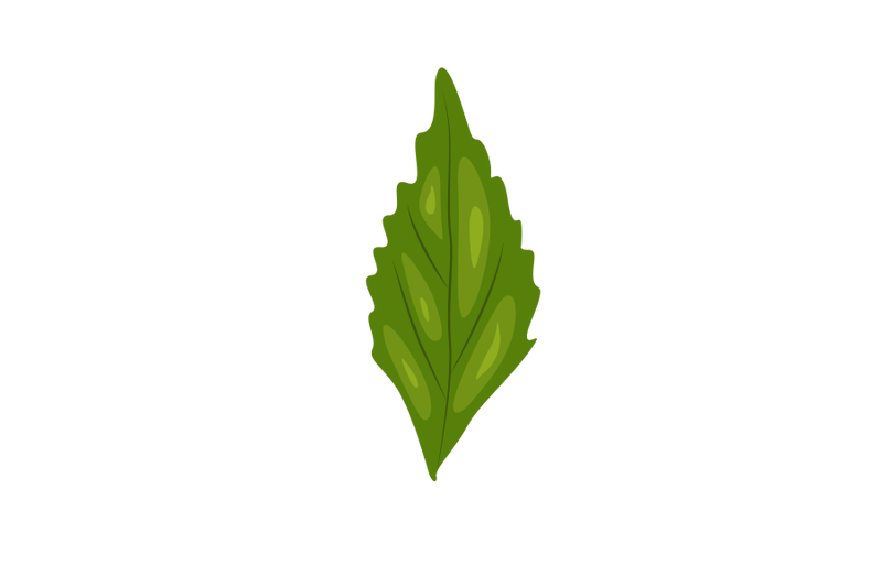 orthosiphon-aristatus-leaf