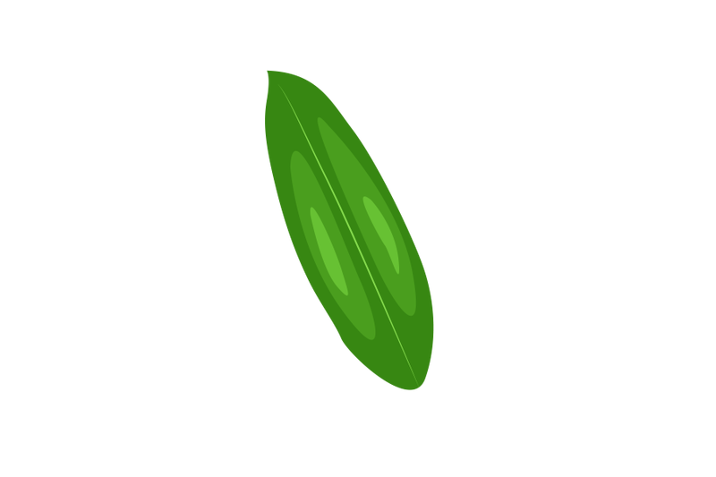 alpinia-galanga-leaf