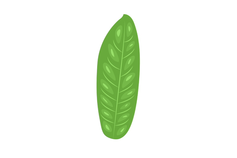 annona-muriata-leaf