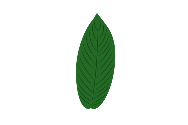 baccaurea-motleyana-leaf