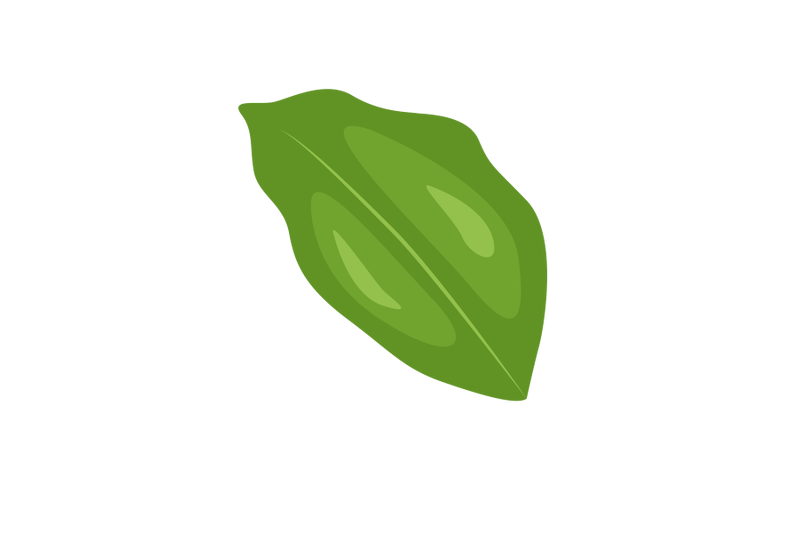 kaempferia-galanga-leaf