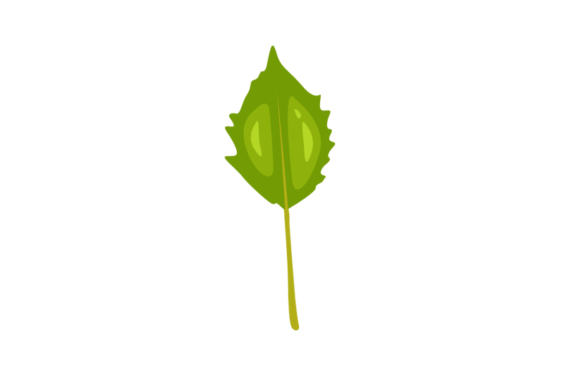 physalis-angulata-leaf
