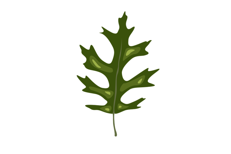 pin-oak-leaf