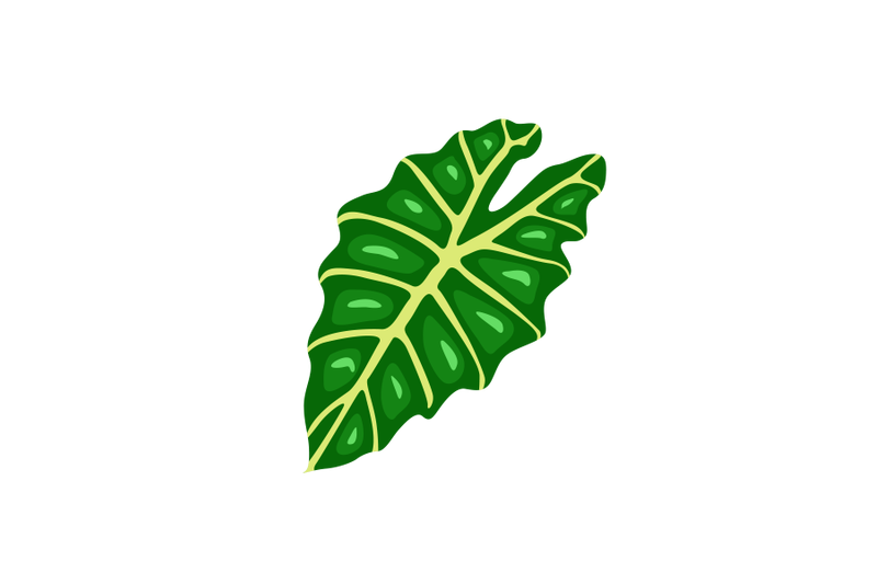 alocasia-amazonica-leaf