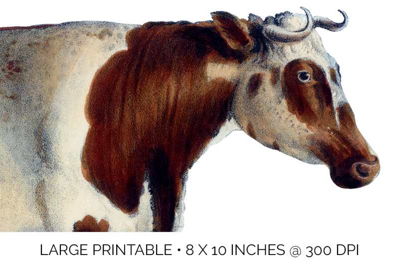 cow-clipart-short-horned